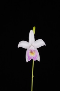 Ar. caespitosa Josefina CHM 81 pts. Flower